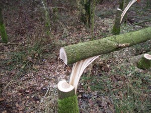 Bosbeheer Gradient Natuurbeheer