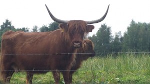 Extensieve begrazing Gradient Natuurbeheer